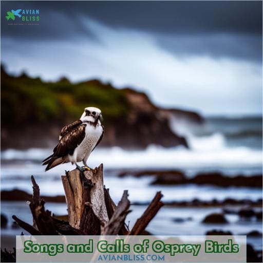 Songs and Calls of Osprey Birds