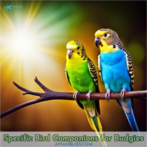 Specific Bird Companions for Budgies