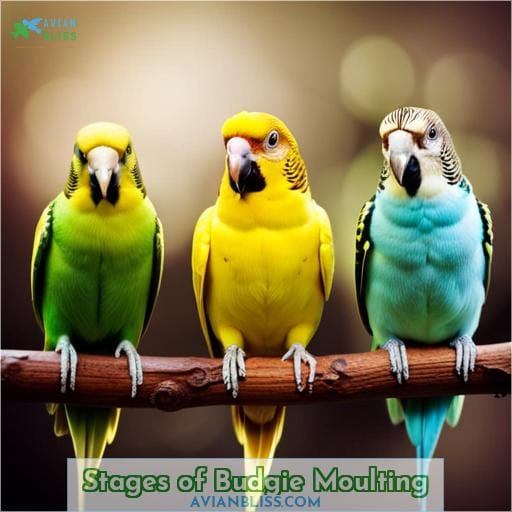 Stages of Budgie Moulting
