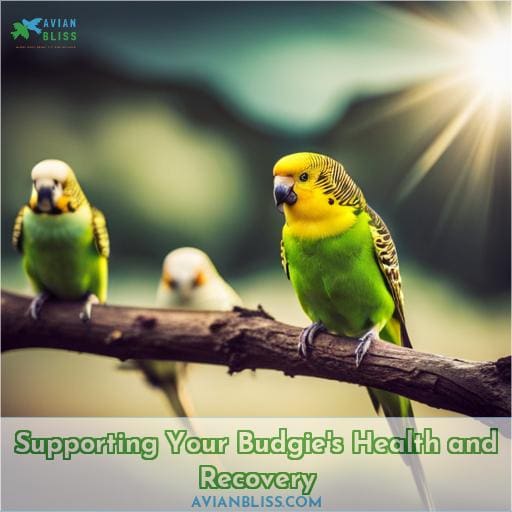 Supporting Your Budgie