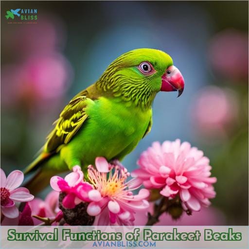 Survival Functions of Parakeet Beaks