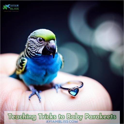 Teaching Tricks to Baby Parakeets