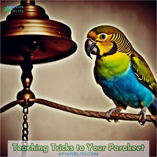 Teaching Tricks to Your Parakeet