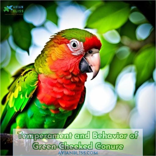 Temperament and Behavior of Green-Cheeked Conure