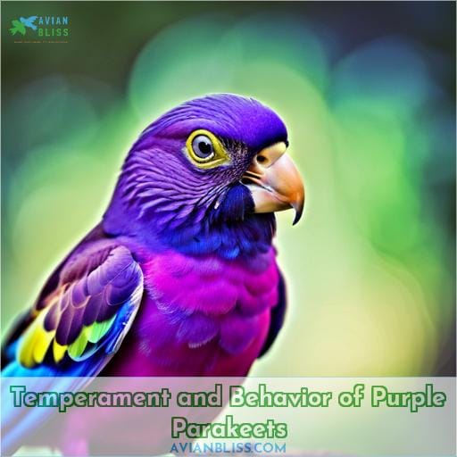 Temperament and Behavior of Purple Parakeets