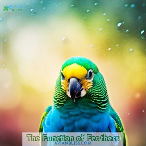 The Function of Feathers