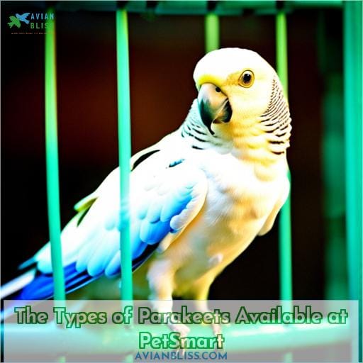 The Types of Parakeets Available at PetSmart