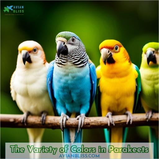 The Variety of Colors in Parakeets