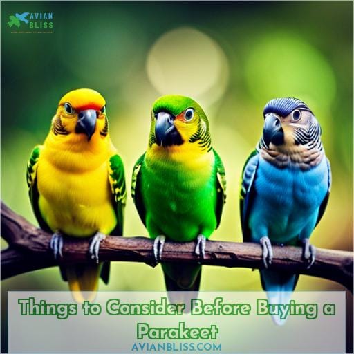 Things to Consider Before Buying a Parakeet