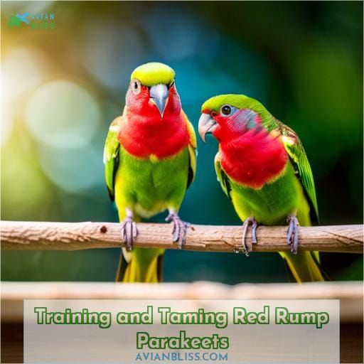 Training and Taming Red Rump Parakeets