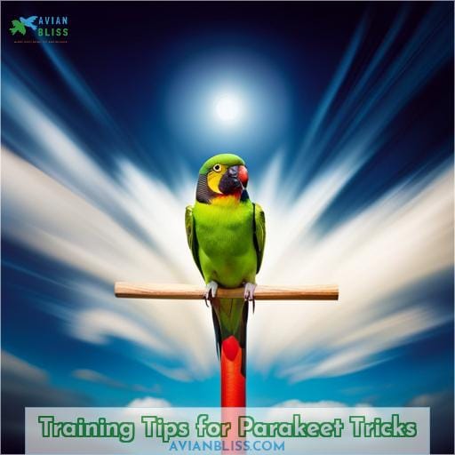 Training Tips for Parakeet Tricks