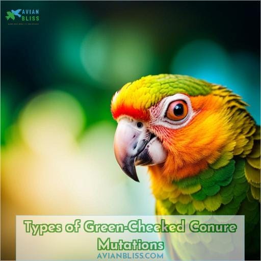 Types of Green-Cheeked Conure Mutations