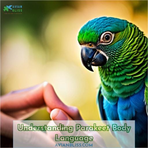 Understanding Parakeet Body Language