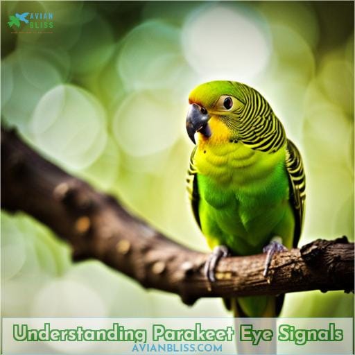 Understanding Parakeet Eye Signals
