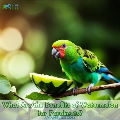 What Are the Benefits of Watermelon for Parakeets