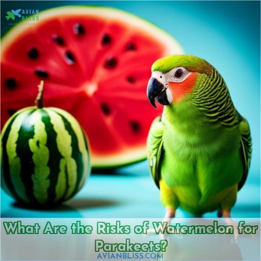 What Are the Risks of Watermelon for Parakeets