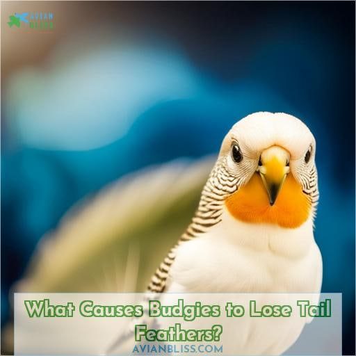 What Causes Budgies to Lose Tail Feathers