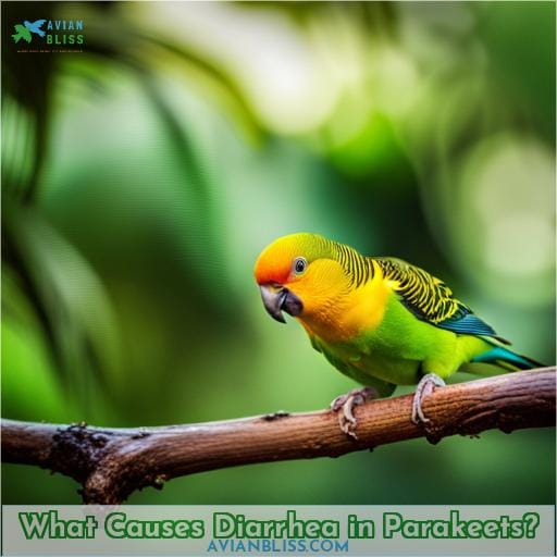 What Causes Diarrhea in Parakeets