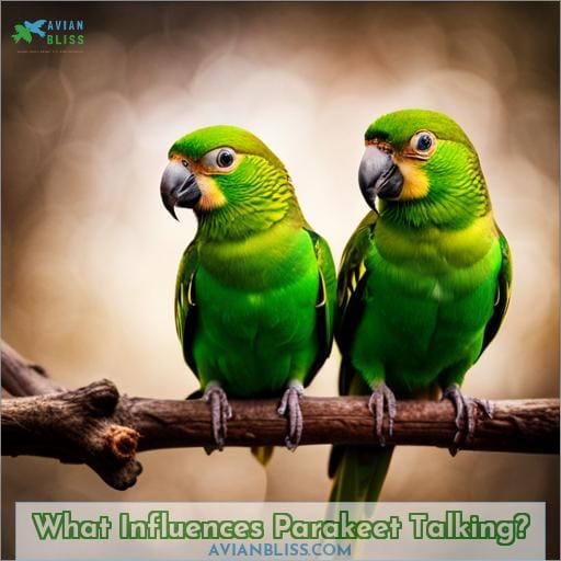 What Influences Parakeet Talking