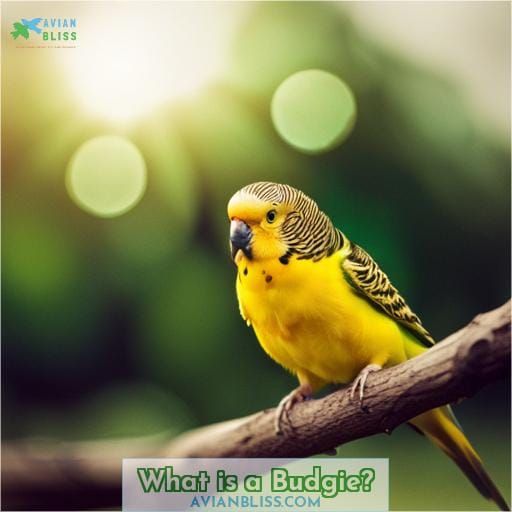 What is a Budgie