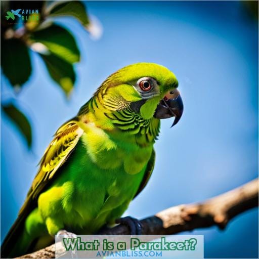What is a Parakeet