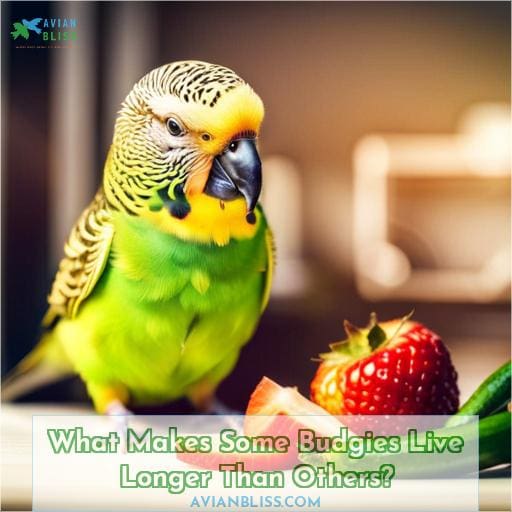 What Makes Some Budgies Live Longer Than Others