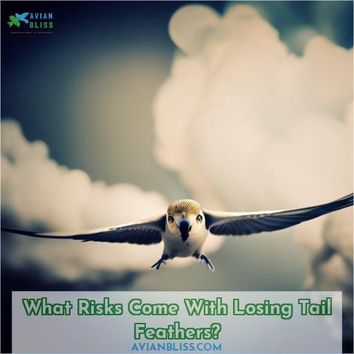 What Risks Come With Losing Tail Feathers
