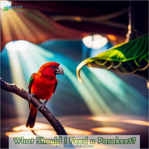 What Should I Feed a Parakeet