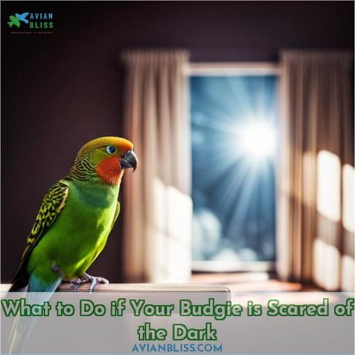 What to Do if Your Budgie is Scared of the Dark
