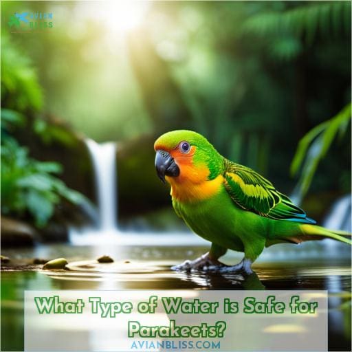 What Type of Water is Safe for Parakeets