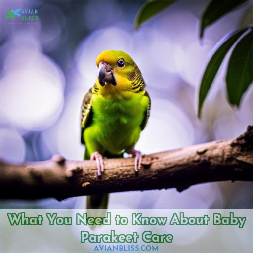 What You Need to Know About Baby Parakeet Care