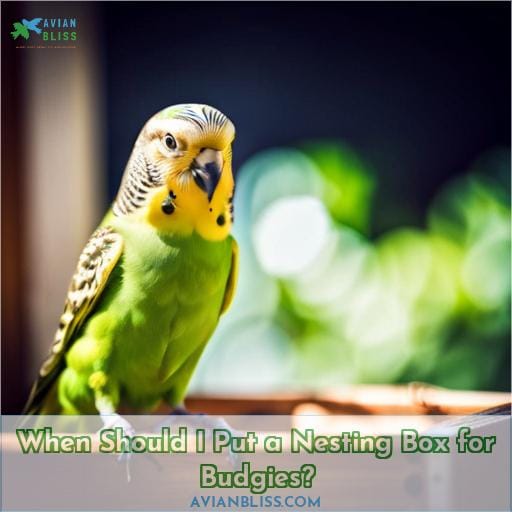 When Should I Put a Nesting Box for Budgies