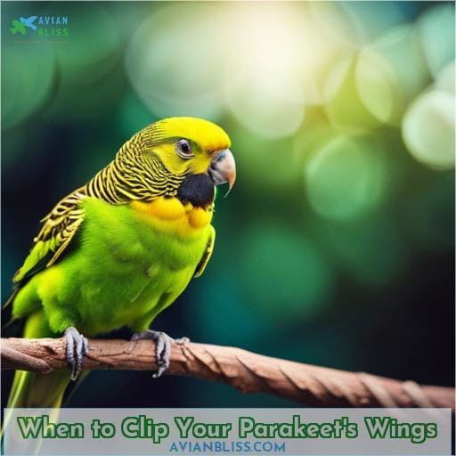 When to Clip Your Parakeet
