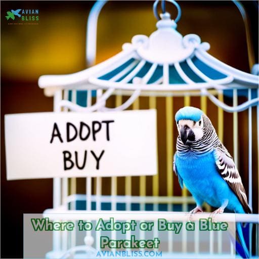Where to Adopt or Buy a Blue Parakeet