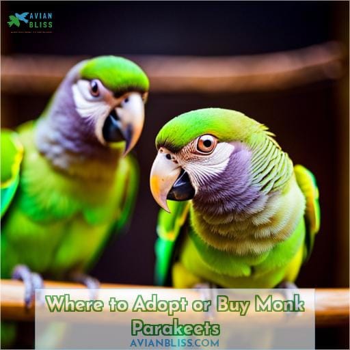 Where to Adopt or Buy Monk Parakeets