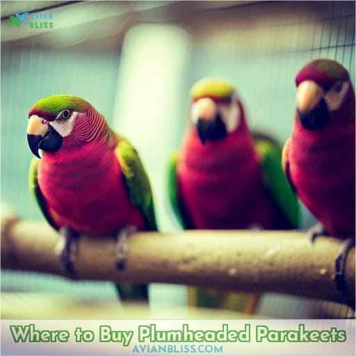 Where to Buy Plumheaded Parakeets