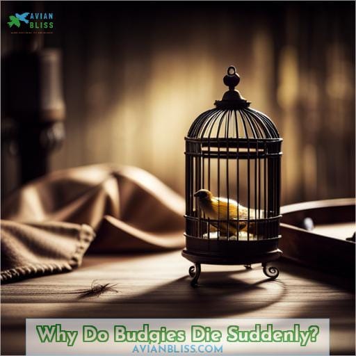 Why Do Budgies Die Suddenly