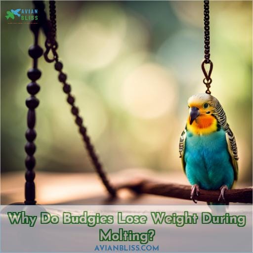 Why Do Budgies Lose Weight During Molting