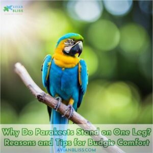 why do parakeets stand on one foot