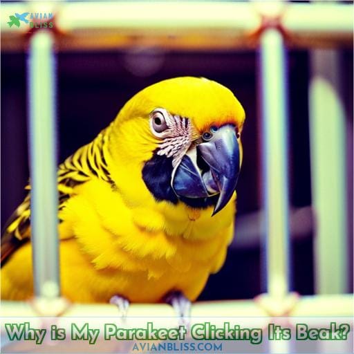 why is my parakeet clicking its beak