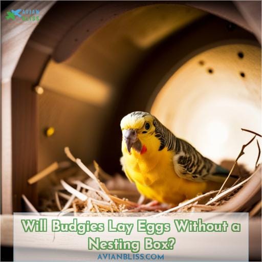 Will Budgies Lay Eggs Without a Nesting Box