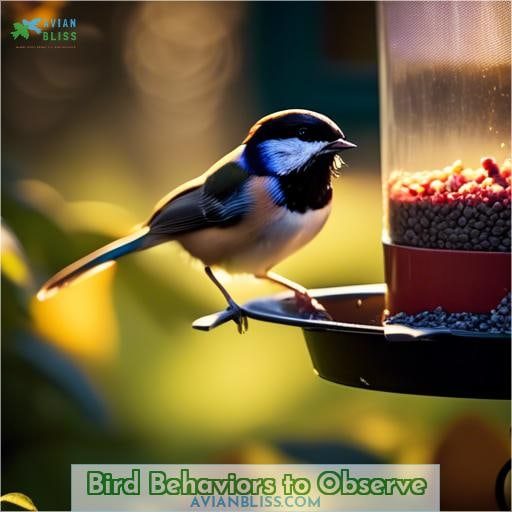 Bird Behaviors to Observe