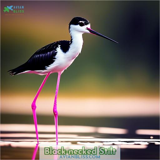 Black-necked Stilt