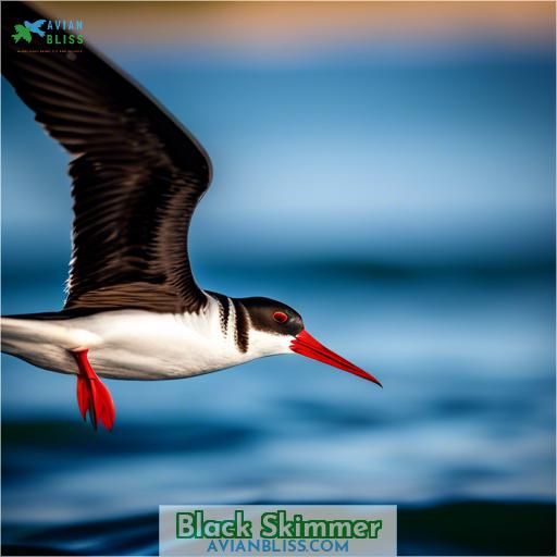 Black Skimmer