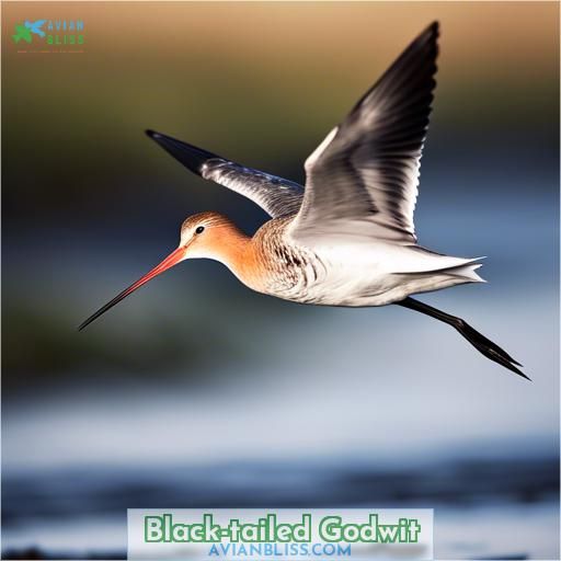 Black-tailed Godwit