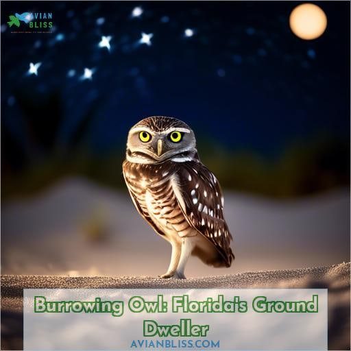 Burrowing Owl: Florida