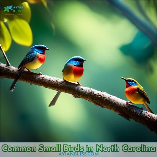 Common Small Birds in North Carolina