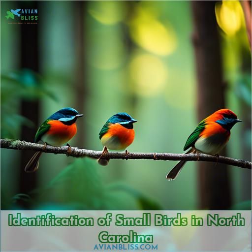 Identification of Small Birds in North Carolina