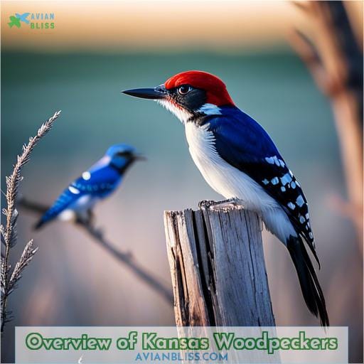 Overview of Kansas Woodpeckers