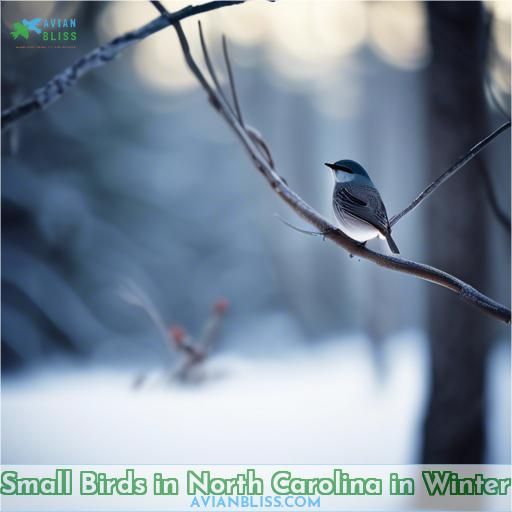 Small Birds in North Carolina in Winter